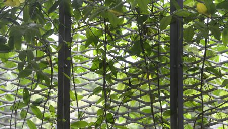 The versatility and design flexibility of expanded metal mesh allows it to adapt to different styles and needs while enhancing the aesthetic appeal of plant climbing areas.