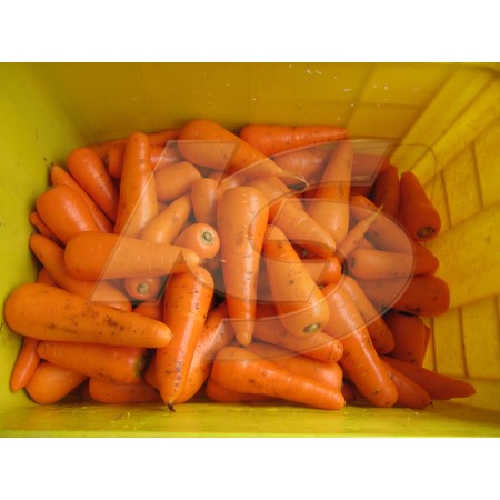 Carrot Peeling (Applicable to potato, carrot, sweet potato brushing & peeling.)