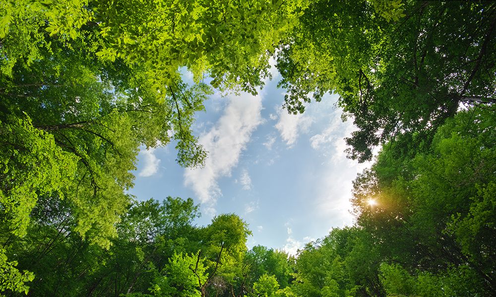 Certificação FSC™