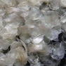 Collagen (Scales)