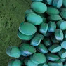 Cyanobacteria