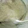 Fibre de verre
