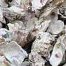 Oyster Shell