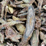 Scutellaria