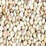 Chinese Sorghum