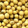 Soybean
