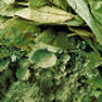 Poudre de Thé (Thé Brut) (Sacs de Thé)