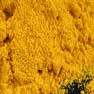 Poudre de curcuma