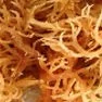 Carrageen