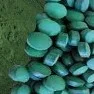 Cyanobacteria