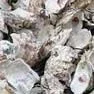 Oyster Shell