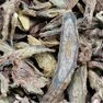 Scutellaria