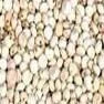 Chinese Sorghum