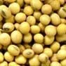 Soybean