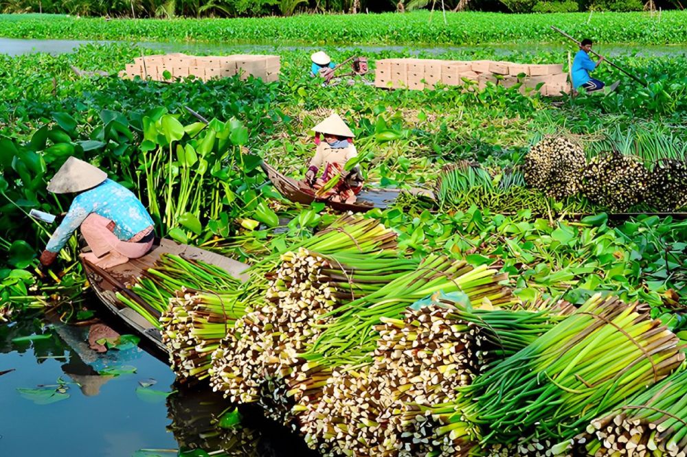 WOODEVER Wasserhyazinthe Webprodukte Vietnam Anbieter bietet gewebte Korbformen an.