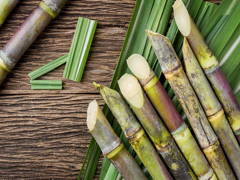 Sugarcane bio-base plastic tube