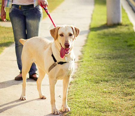 Textile accessories for pet leash.
