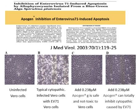 Cell Culture Studies