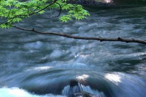 世界で唯一の純粋な山の湧き水で育てられた微細藻類