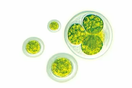 ¿Qué es el Factor de Crecimiento de Chlorella (CGF)?