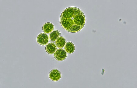 chlorella sorokiniana