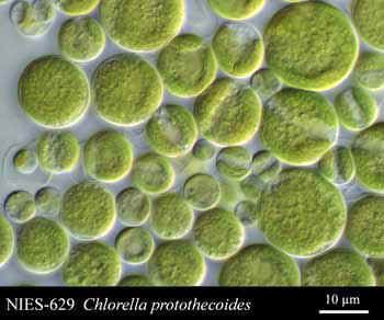 Chlorella is a single cell microalgae. Its nutrients are wrapped in the cell wall that is composed of cellulose. The common Chlorella without special treatment is hard to be digested and used by human body. In traditional process, its digestibility rate is only at 40-50%.
