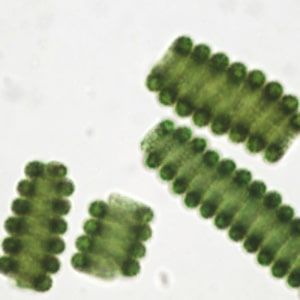 Mikroalgen Spirulina, die in ihrer natürlichen Umgebung kultiviert werden