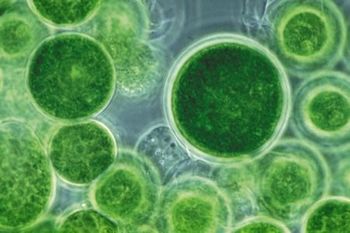 Chlorella com parede celular quebrada