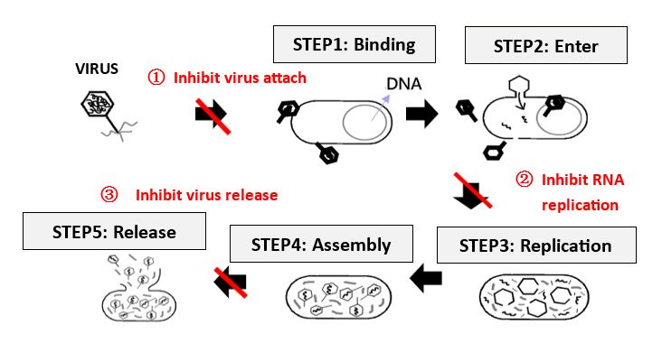 Como o Apogen® inibe o efeito do vírus na célula hospedeira