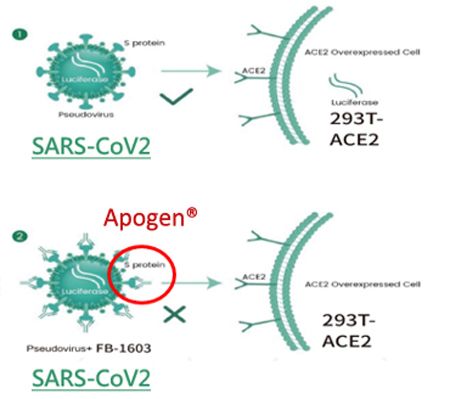 SARs-CoV-2 spike protein binding to ACE2 successfully