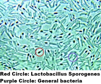 Bacillus coagulans for Shelf-Stable Probiotic Formulations