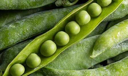 關於黃豆您該知道的事 - 新鮮豆莢中飽滿的綠色毛豆，象徵天然、健康的黃豆原料。