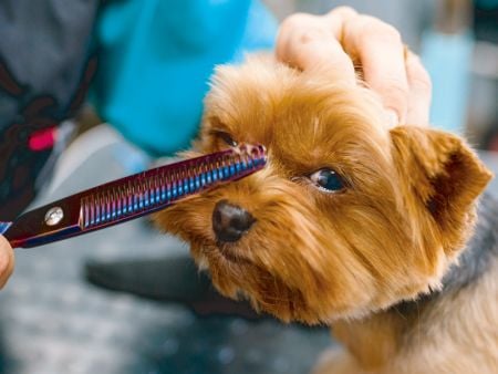 專業寵物剪刀 - 家用寵物塑膠剪刀。