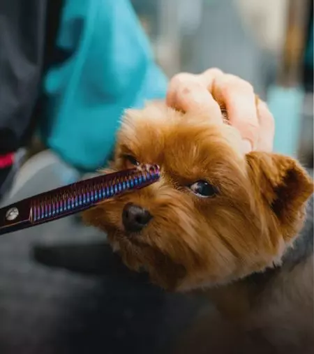 Forbici per animali domestici