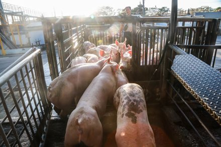 台灣最近受非洲豬瘟影響,整體養豬業瞬間進入停擺狀態,政府啟動「禁止豬隻運輸、禁宰」政策。記者黃仲裕/攝影